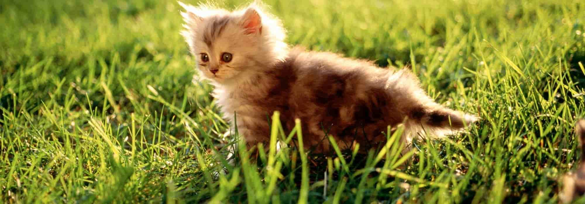 Which plants are toxic to animals?