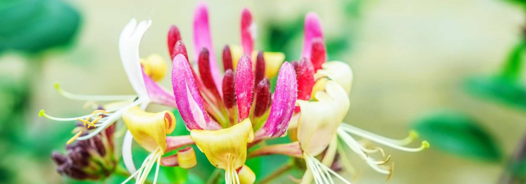 Honeysuckle: the reliable choices