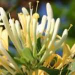 Honeysuckle: 7 pairing ideas