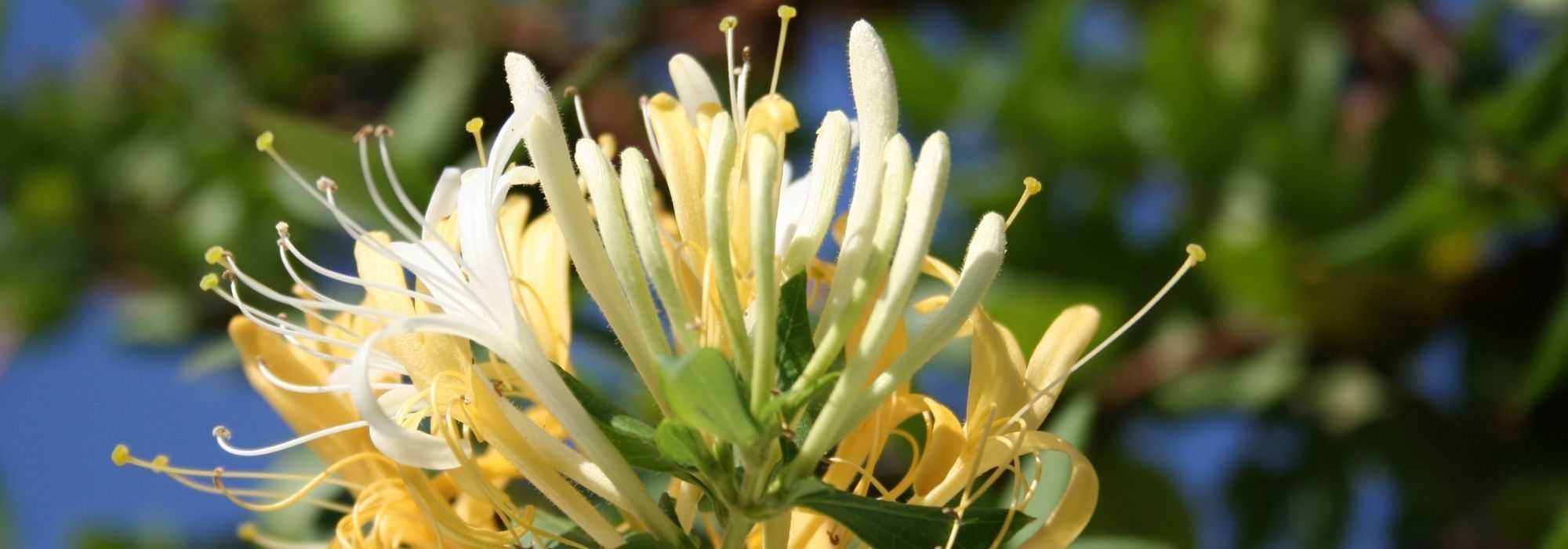 Associate Honeysuckle