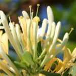 Honeysuckle: the most fragrant!