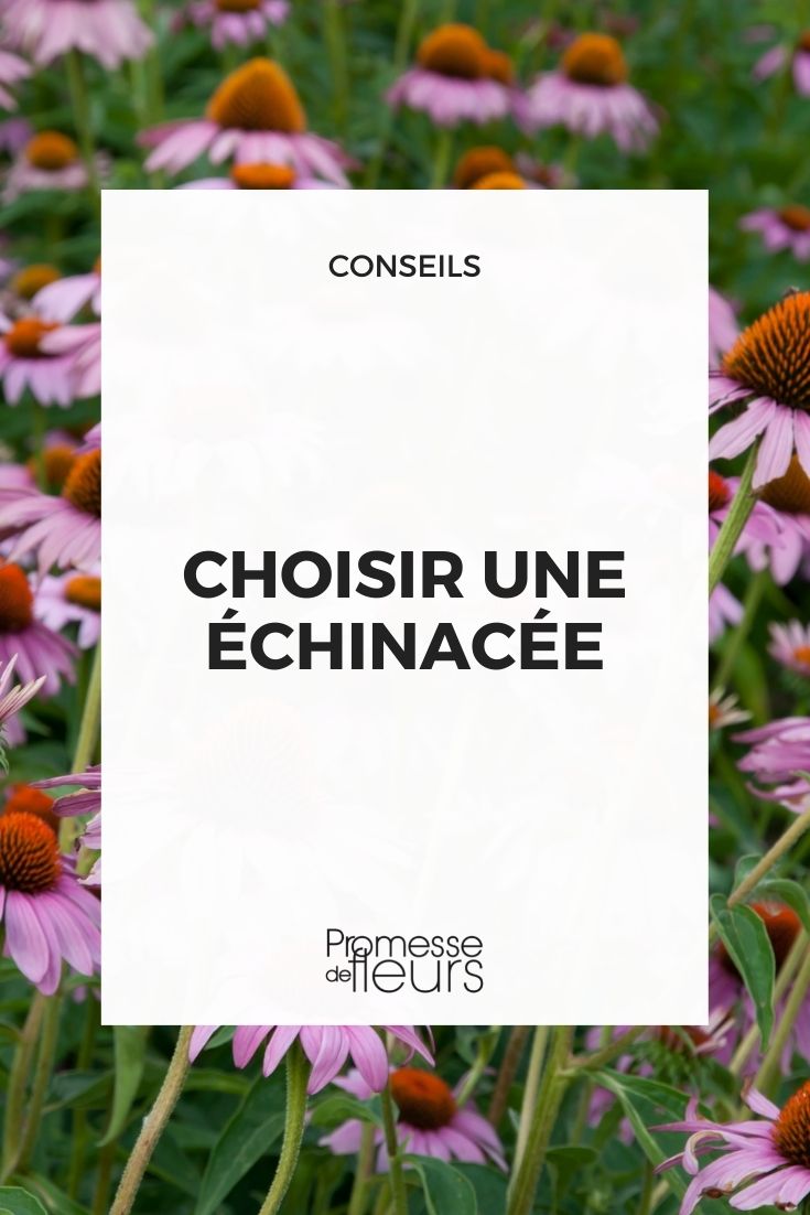Choosing Echinacea Choosing Echinacea