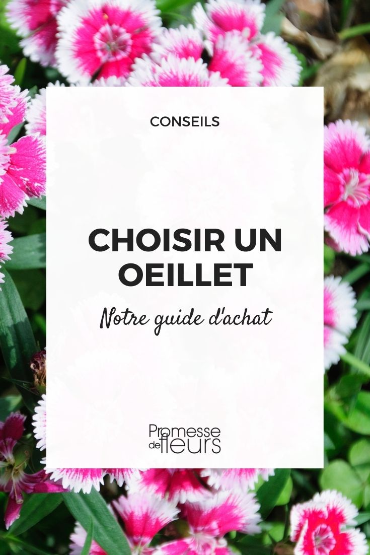 Choosing an Eye Choosing a Dianthus