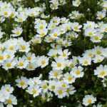 Choosing a rockrose