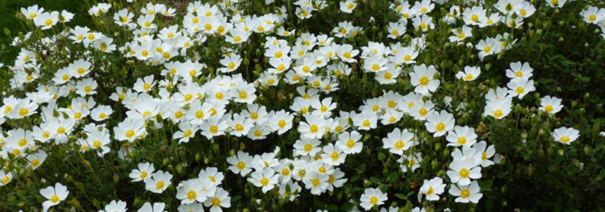 Choosing a rockrose