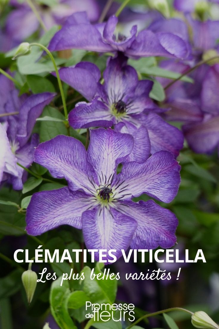 Clematis viticella: Most Beautiful Varieties Clematis viticella