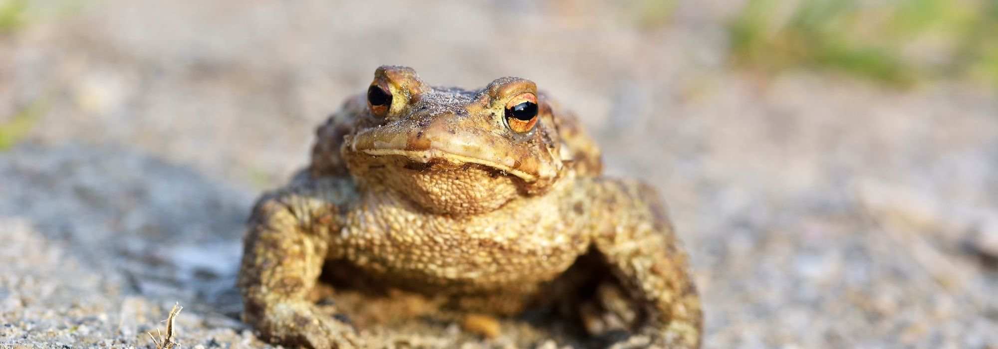 Toad, a useful animal to preserve