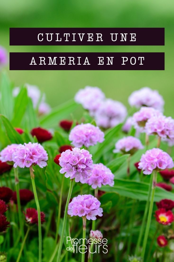Growing Armeria in Pots Growing Armeria in Pots