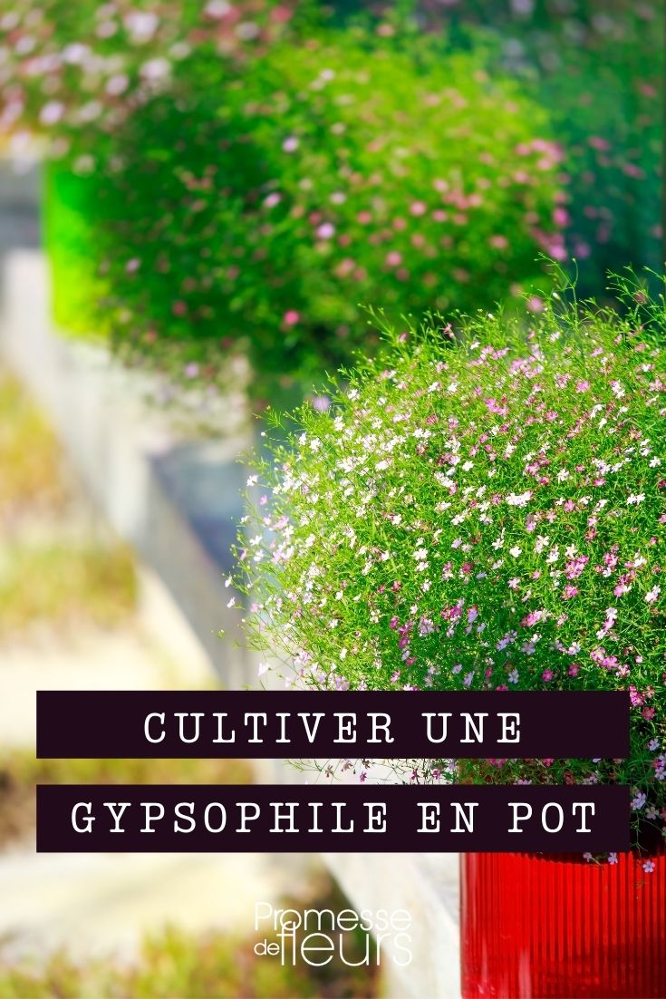 Growing Gypsophila in Pots
Gypsophila, commonly known as baby's breath, is a charming addition to any garden or balcony. Its delicate white flowers can add a touch of elegance to your outdoor space. Growing Gypsophila in pots is not only feasible but also quite rewarding. Here’s how you can successfully cultivate this lovely plant in containers.
### Choosing the Right Pot
Select a pot that is deep enough to accommodate the root system of Gypsophila. Ensure the pot has adequate drainage holes to prevent waterlogging, which can lead to root rot. A clay or terracotta pot is ideal as it allows for better air circulation around the roots.
### Soil and Planting
Gypsophila prefers well-draining soil with a neutral to slightly alkaline pH. You can mix garden soil with some sand and a bit of lime to achieve the desired texture and pH. Plant the Gypsophila at the same depth it was in its nursery pot, ensuring the hilum is not buried too deep.
### Location
Place your pot in a location that receives full sun for at least six hours a day. Gypsophila thrives in bright conditions and will produce more blooms in optimal light.
### Watering
Water the plant regularly but allow the soil to dry out slightly between waterings. Overwatering can harm the plant, so it’s crucial to ensure the soil is not perpetually wet.
### Feeding
Feed your Gypsophila with a balanced, water-soluble fertilizer every four to six weeks during the growing season. This will help promote vigorous growth and abundant flowering.
### Pruning and Maintenance
Prune Gypsophila plants after the first flush of blooms to encourage a second blooming period. Remove any dead or fading flowers to maintain the plant’s appearance and health.
### Overwintering
If you live in a colder climate, consider moving your Gypsophila pots indoors during winter or provide adequate protection outdoors. Gypsophila is somewhat frost tolerant, but prolonged exposure to severe cold can damage the plant.
By following these simple steps, you can enjoy the delicate beauty of Gypsophila in pots, adding a breath of fresh air to your garden or patio. Happy gardening! Growing Baby's Breath in Containers