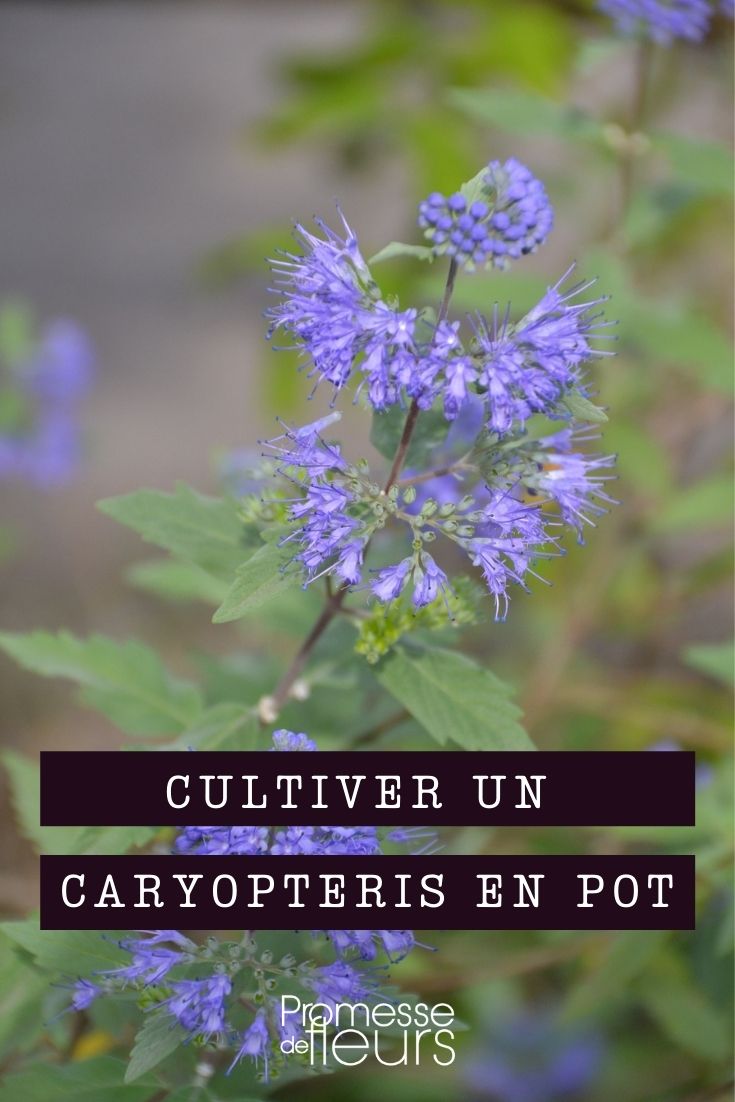 Growing a Caryopteris in a Pot Growing a Caryopteris in a Pot