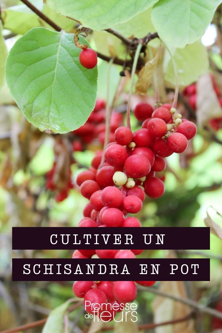 Growing Schisandra in a Pot