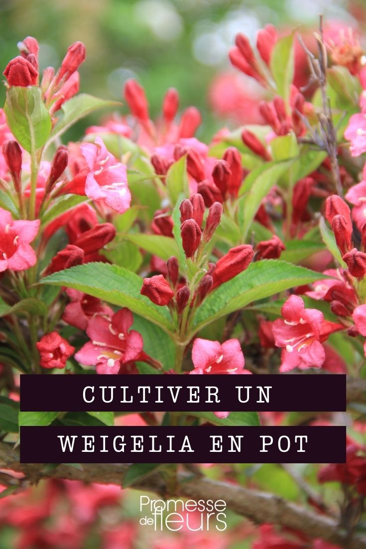 Growing a Weigela in a Pot Growing a Weigela in a Pot