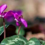 How to pair ivy-leaved cyclamen?