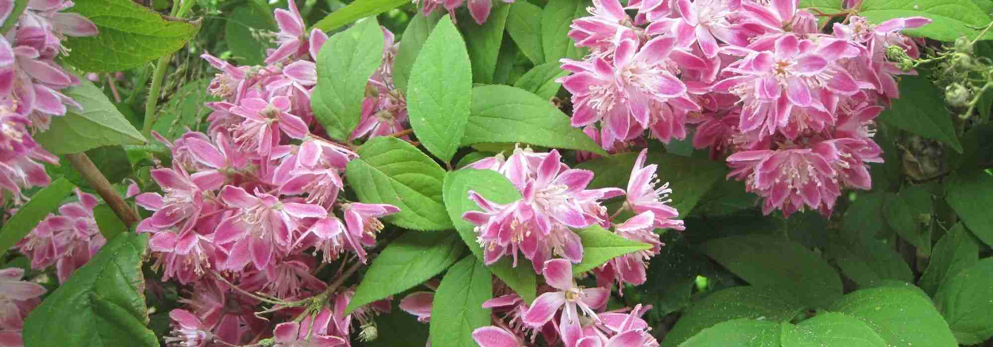 Deutzia: when and how to prune it?