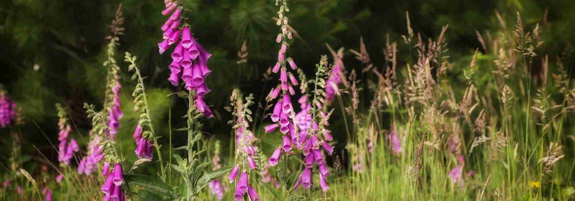 Foxgloves: our pairing ideas
