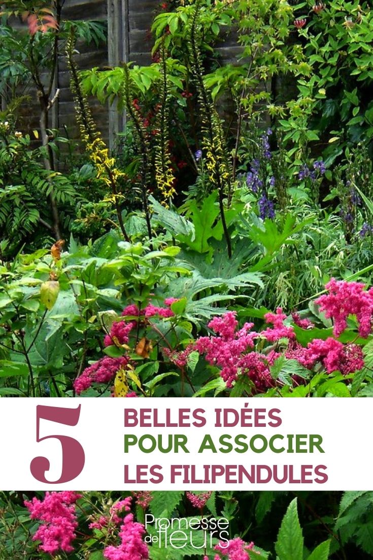 filipendula-associer Filipendula: Our Plant Pairing Suggestions