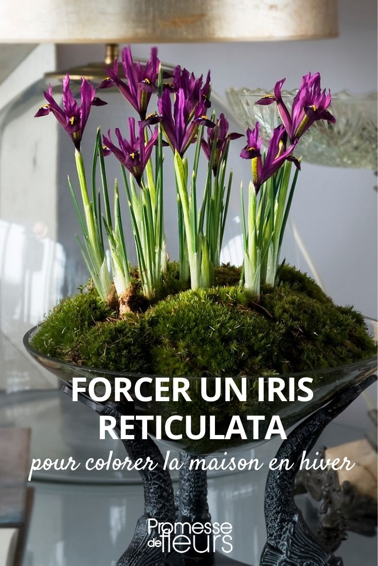 force Iris reticulata