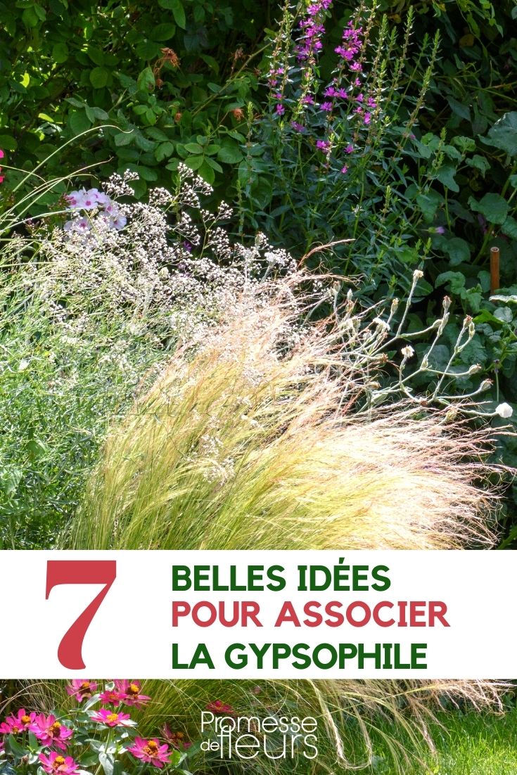 baby's-breath-companion