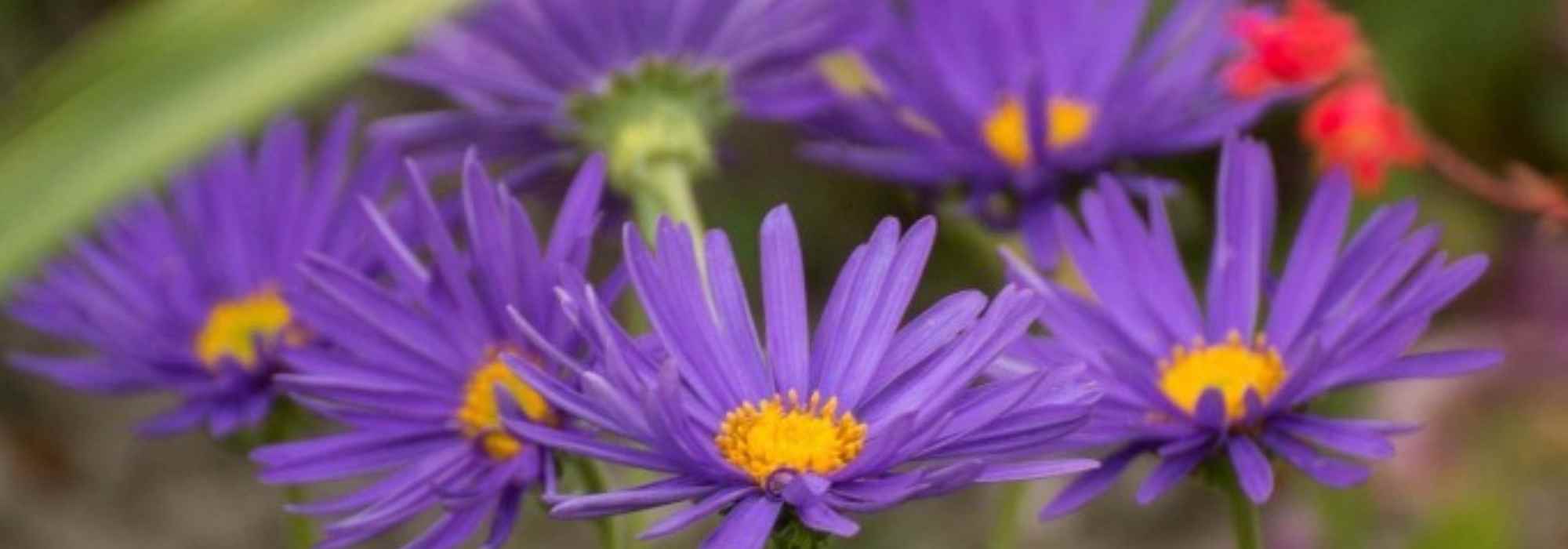 The most beautiful Asters