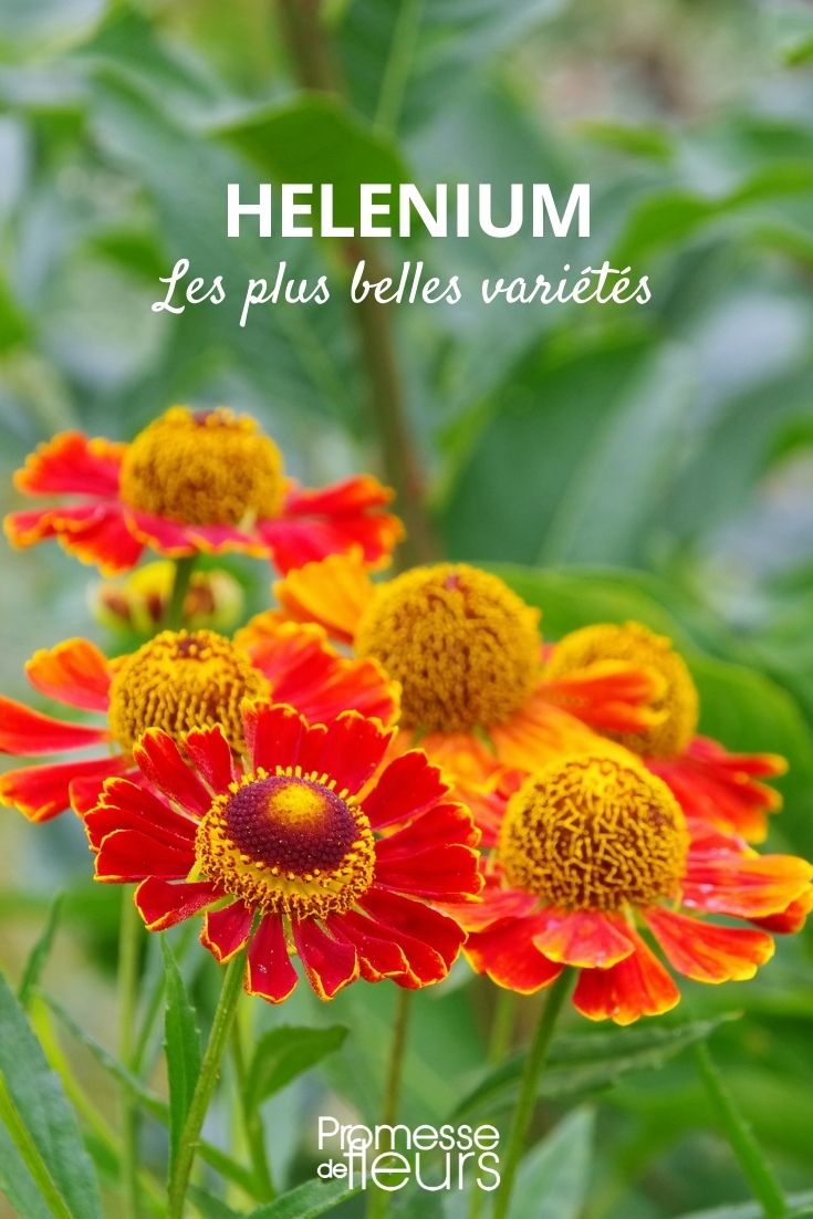 Helenium: The Most Beautiful Varieties