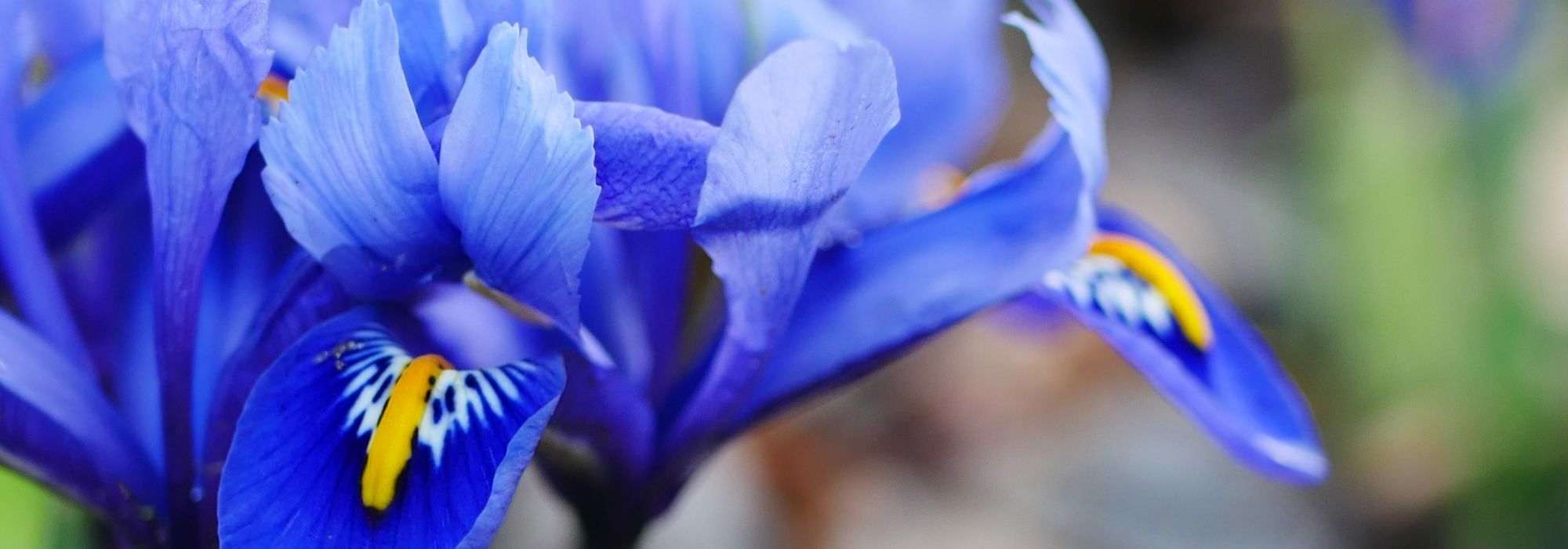 Growing Iris reticulata in pots