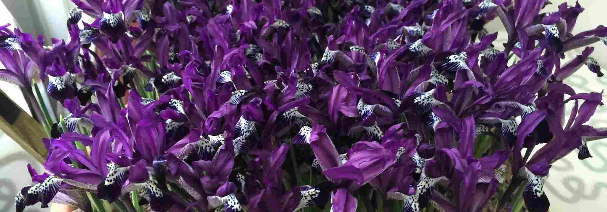 Forcing Iris reticulata