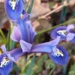 Iris reticulata: the most beautiful varieties