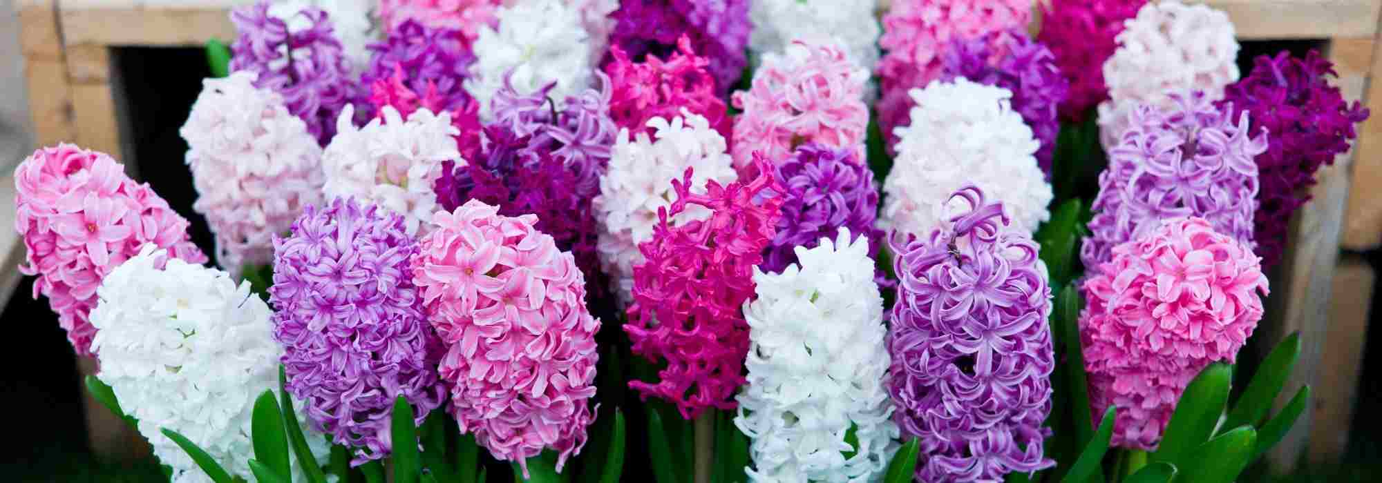 Choosing a Hyacinth