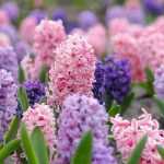 Pairing Hyacinths