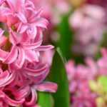 Planting hyacinths in the garden or in pots: when and how to do it?