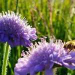 7 ideas to pair Knautia