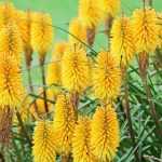 Choosing a kniphofia