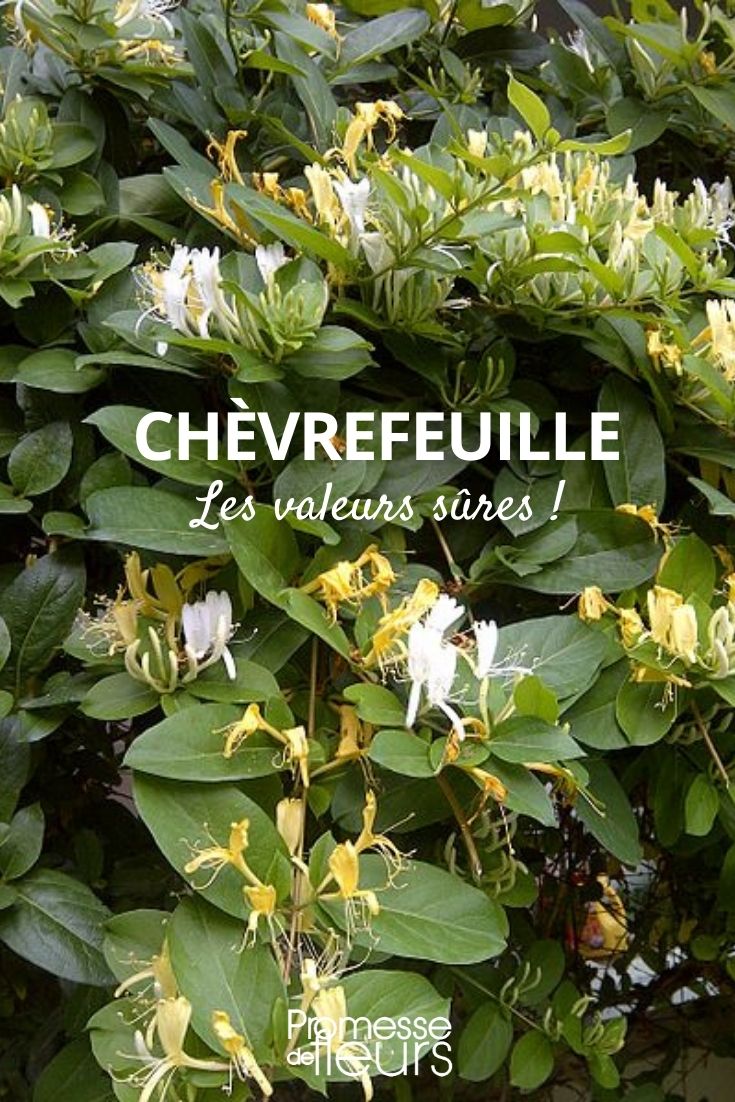 Lonicera: Reliable Choices