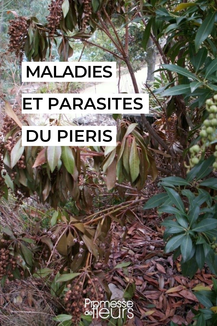 Diseases and Parasitic Issues of Pieris

Pieris, often known for its striking foliage and clusters of delicate flowers, can be susceptible to a range of diseases and parasitic problems. Understanding these issues is crucial for maintaining the health and beauty of these plants.

1. **Root Rot**: This condition is primarily caused by poor drainage. Ensuring that your Pieris is planted in well-draining soil can prevent the onset of root rot.

2. **Leaf Spot**: Fungal infections can cause unsightly spots on the leaves of Pieris. Regularly removing fallen debris and avoiding overhead watering can help minimize the risk.

3. **Pieris Lace Bug**: This parasitic bug can cause significant damage to the foliage, leading to a stippled appearance on the leaves. Monitoring and early intervention with appropriate treatments are key to control.

4. **Aphids**: These small parasitic insects can cluster on the undersides of leaves, sapping the plant's strength. A strong jet of water or the use of insecticidal soap can be effective in managing aphid populations.

Regular monitoring and adopting preventive measures can help keep your Pieris healthy and vibrant. For more detailed care tips and problem-solving strategies, visit our blog at [promessedefleurs.com](https://www.promessedefleurs.com/).