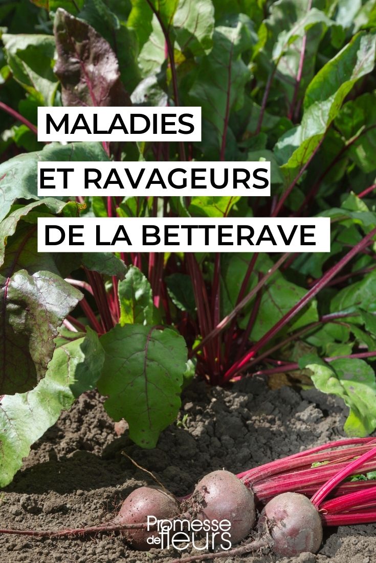 Pests and Diseases of Beetroot
Beetroot, a popular root vegetable in British and Irish gardens, is not only valued for its nutritious bulb but also for its greens. However, like all plants, it can fall victim to various pests and diseases. Understanding these challenges is crucial for maintaining a healthy garden.
### Common Pests
1. **Leaf Miners (Liriomyza huidobrensis)** - These pests create noticeable white trails on beetroot leaves. To manage them, remove and destroy infested leaves and consider using appropriate insecticides if the infestation is severe.
2. **Flea Beetles (Phyllotreta spp.)** - Small, dark beetles that jump like fleas when disturbed. They chew small holes in the leaves. Combat them by using floating row covers or applying pyrethrum-based insecticides.
3. **Slugs and Snails** - These molluscs enjoy munching on young beetroot leaves during wet conditions. Use organic slug pellets or set up beer traps to keep them at bay.
### Common Diseases
1. **Leaf Spot (Cercospora beticola)** - This fungal disease causes circular brown spots with a red or purple halo on the leaves. Improve air circulation and avoid overhead watering to prevent its spread. Fungicidal sprays may also be necessary.
2. **Powdery Mildew (Erysiphe polygoni)** - Appears as a white powdery deposit over the leaf surface and can weaken the plant. Ensure plants are not overcrowded and water them in the morning to allow leaves to dry out during the day.
3. **Root Rot** - Often a result of overly wet soil. Ensure good drainage and avoid overwatering to protect your beetroot.
By staying vigilant and implementing these management strategies, you can enjoy a healthy and productive beetroot crop. Remember, healthy plants are less susceptible to pests and diseases, so keep your garden well-tended and your soil fertile. Parasitic Diseases of Beetroot