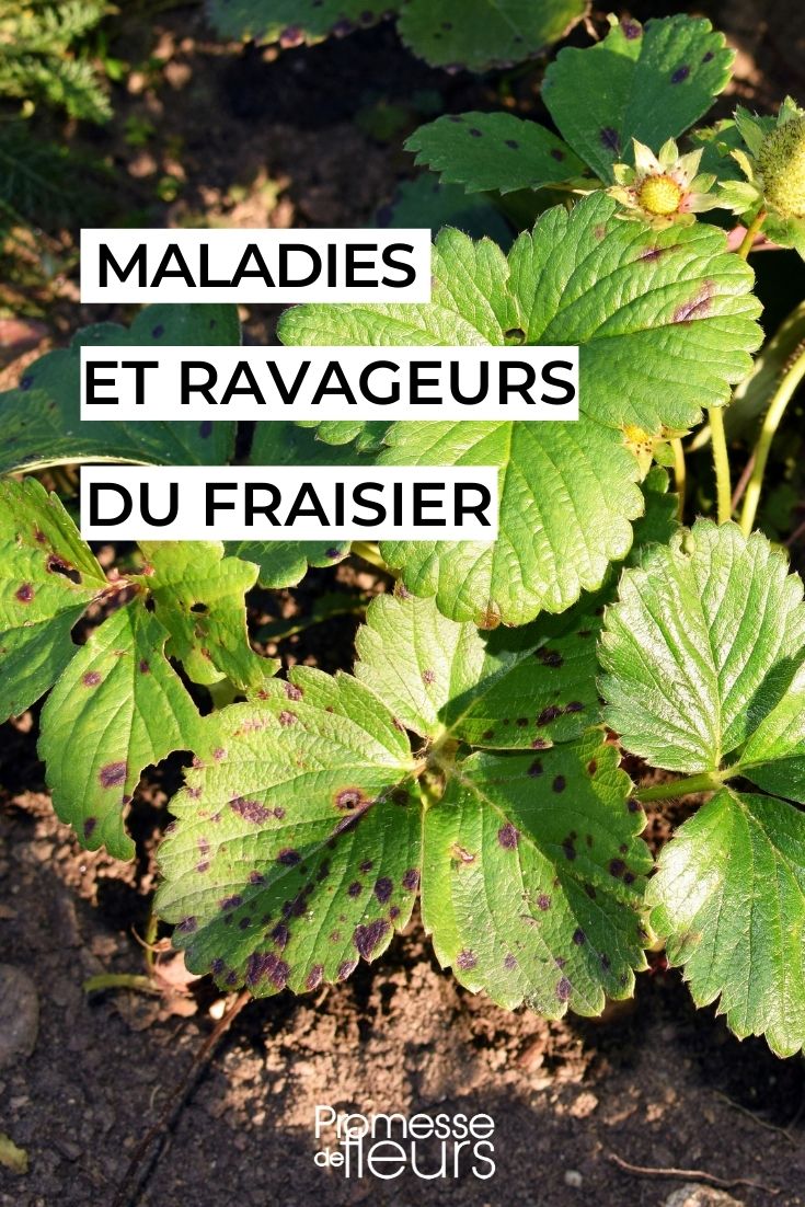 Pest and Disease Management for Strawberry Plants
Strawberries, delightful and juicy, are a favourite in gardens. However, they are susceptible to several pests and diseases that can diminish their quality and yield. Understanding these challenges is crucial for maintaining healthy strawberry plants.
### Common Pests
1. **Aphids**: These tiny pests suck the sap from the leaves, causing them to curl and distort. They can also spread viruses.
2. **Red Spider Mites**: These mites thrive in dry conditions and can cause the leaves to become mottled and pale.
3. **Slugs and Snails**: They are notorious for eating holes in the fruit and leaves, especially during wet conditions.
### Frequent Diseases
1. **Powdery Mildew**: This fungus appears as a white powdery coating on leaves and can weaken the plant.
2. **Grey Mould (Botrytis cinerea)**: A common issue in damp conditions, this mould affects the fruit, making it unappetizing and rotten.
3. **Verticillium Wilt**: Caused by soil-borne fungi, this disease leads to the wilting and death of plants.
### Management Strategies
- **Cultural Practices**: Ensure good air circulation by spacing plants properly and controlling weeds.
- **Hygiene**: Remove any dead or infected plant material promptly to prevent the spread of diseases.
- **Chemical Control**: Use pesticides and fungicides judiciously, following the manufacturer's instructions and considering organic options.
By implementing these strategies, you can enjoy a bountiful and healthy strawberry harvest. Remember, prevention is always better than cure when it comes to managing pests and diseases in the garden. Diseases and Parasitic Issues of Strawberry Plants