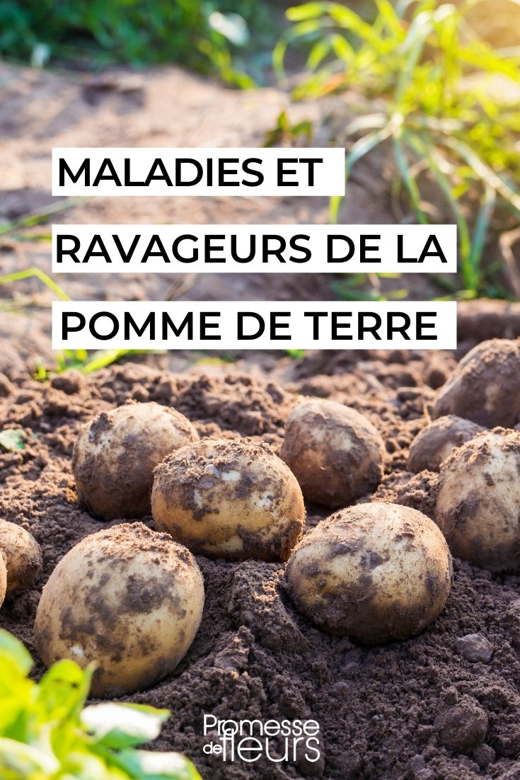 Pest and Disease Management for Potatoes
Growing potatoes ({glossary|Solanum tuberosum}) can be immensely rewarding, but like any plant, they are susceptible to certain pests and diseases. Understanding and managing these challenges is crucial for a healthy crop. Here’s a guide to the most common issues and how to combat them.
### Common Pests
1. **Colorado Potato Beetle** ({glossary|Leptinotarsa decemlineata})
   - **Description**: These beetles are easily recognizable by their striped yellow and black wing covers.
   - **Management**: Handpick beetles and larvae from plants early in the season. For larger infestations, consider using appropriate insecticides, following label directions carefully.
2. **Potato Aphid** ({glossary|Macrosiphum euphorbiae})
   - **Description**: These small, green or pink aphids cluster on the undersides of leaves, sucking plant sap and weakening the plant.
   - **Management**: Encourage natural aphid predators like ladybirds, or use insecticidal soaps or oils as a control measure.
### Common Diseases
1. **Potato Blight** ({glossary|Phytophthora infestans})
   - **Description**: This fungal disease causes dark, soggy spots on leaves and can rapidly destroy plants in wet conditions.
   - **Management**: Apply fungicides as a preventive measure during humid or rainy weather and practice good crop rotation.
2. **Potato Scab** ({glossary|Streptomyces scabies})
   - **Description**: This bacterial disease affects the tubers, forming rough, scabby patches on the skin.
   - **Management**: Maintain a slightly acidic soil pH and ensure good soil drainage. Avoid using fresh manure as it can increase soil pH and scab occurrence.
### Integrated Pest Management (IPM)
Implementing an Integrated Pest Management (IPM) approach can be effective. This includes:
- **Monitoring**: Regularly check your plants for signs of pests and diseases.
- **Cultural Practices**: Use certified disease-free seed potatoes and rotate your potato crops with non-related species.
- **Biological Controls**: Introduce or encourage natural predators in your garden.
- **Chemical Controls**: Use chemicals as a last resort, focusing on targeted applications to minimize environmental impact.
By staying vigilant and adopting these practices, you can enjoy a bountiful and healthy potato harvest. Remember, the key to disease and pest management is prevention and early intervention. Pests and Diseases of Potatoes