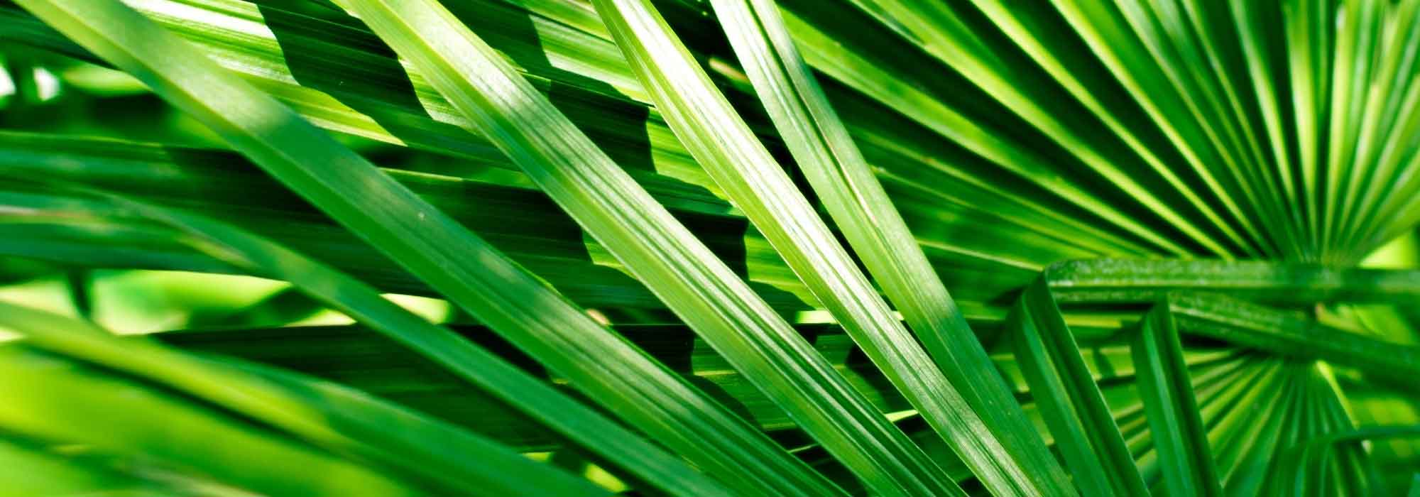 Growing a palm tree in a pot