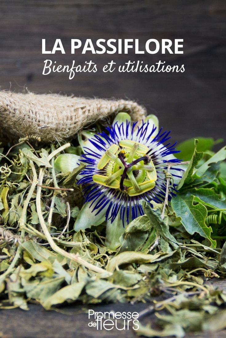 Passion Flower: Benefits and Uses

The passion flower, scientifically known as Passiflora, is not only renowned for its stunning and intricate blooms but also for its numerous health benefits. This article explores the various advantages and uses of this remarkable member of the flora.

### Health Benefits of Passion Flower

**1. Anxiety Reduction:** Passion flower is widely used for its calming effects. It is believed to help reduce anxiety and promote a sense of well-being, making it a popular choice in herbal teas and supplements.

**2. Sleep Improvement:** Due to its sedative properties, passion flower can be an effective natural remedy for insomnia or sleep disturbances. It helps in enhancing the quality of sleep.

**3. Pain Relief:** Some studies suggest that passion flower might have pain-relieving properties, which can be beneficial in treating headaches, menstrual cramps, and other types of pain.

**4. Anti-inflammatory Effects:** The anti-inflammatory properties of passion flower make it useful in reducing inflammation, which can help with conditions like arthritis.

### Uses of Passion Flower

**1. Herbal Teas:** One of the most common uses of passion flower is in the form of herbal teas. These teas not only provide the health benefits mentioned above but also offer a relaxing and enjoyable experience.

**2. Dietary Supplements:** Passion flower extracts are often found in dietary supplements aimed at promoting relaxation and improving sleep.

**3. Skincare Products:** Due to its anti-inflammatory properties, passion flower is sometimes included in skincare products to soothe and improve skin health.

**4. Aromatherapy:** The soothing properties of passion flower make it a suitable choice for aromatherapy practices, helping to create a calming atmosphere in any space.

In conclusion, the passion flower is a versatile and beneficial addition to the flora, offering a range of health benefits and uses. Whether through teas, supplements, or other products, incorporating passion flower into your routine can contribute to a healthier, more relaxed lifestyle.