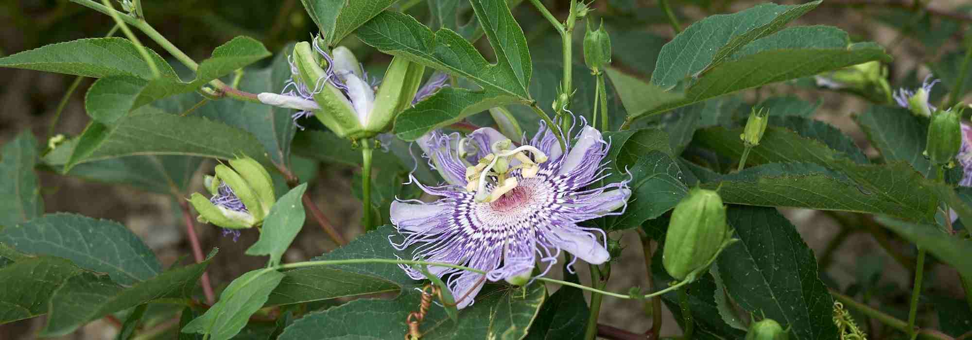 Passionflower and its benefits