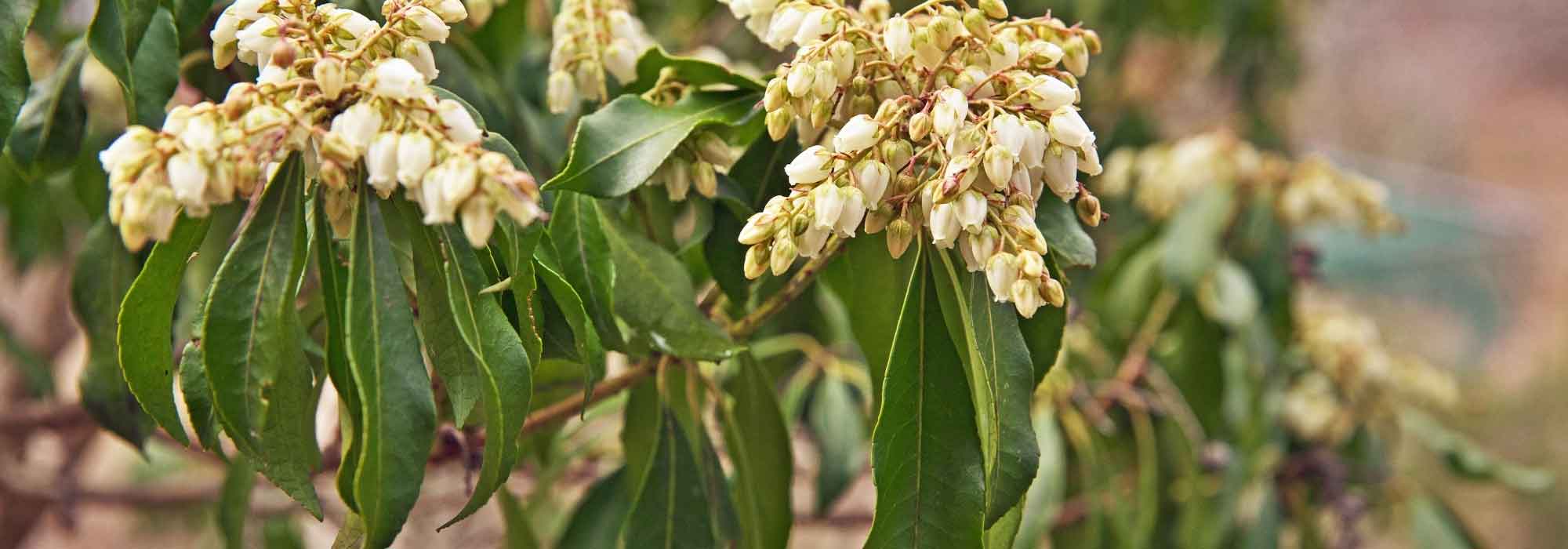 Diseases and Pests of Pieris