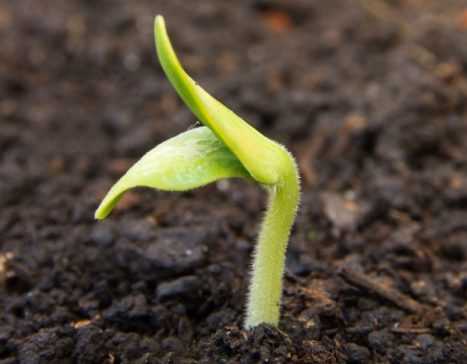 Sowing rockrose