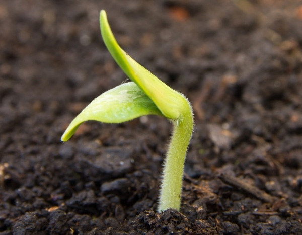 Sowing rockrose