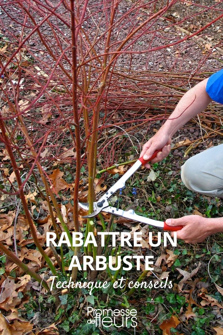Pruning a Bush Pruning a Bush