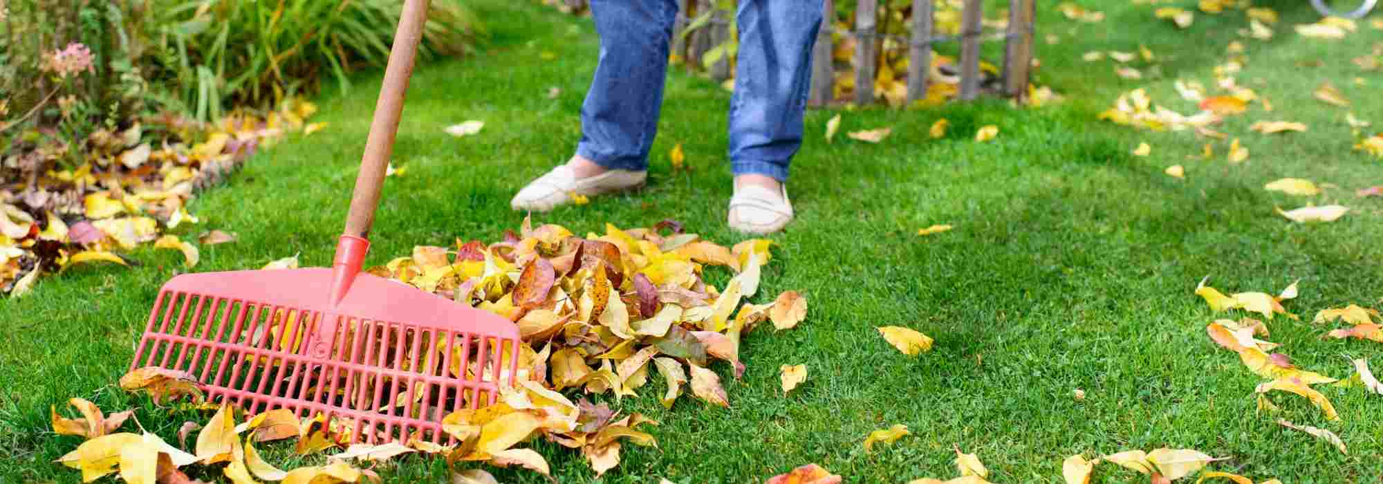 How to collect fallen leaves?