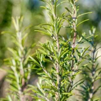 When and how to take rosemary cuttings?