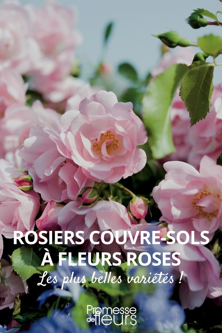 ground-cover rose with pink flowers ground-cover rose with pink flowering