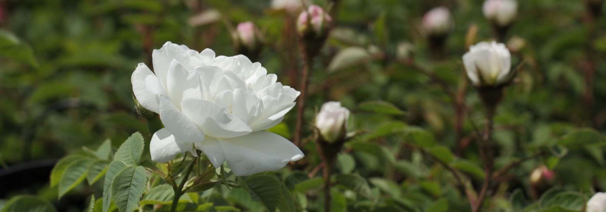 8 climbing roses with white flowers