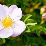 9 rose bushes with pink dog-rose flowers