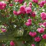 Climbing roses: 8 pink-flowered varieties